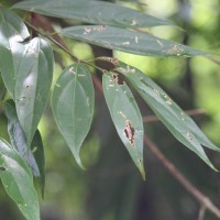 Hortonia angustifolia (Thwaites) Trimen